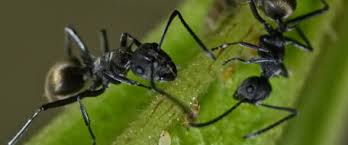 How does frequency affect the cost? Ant Control Inspection Extermination Near You Terminix