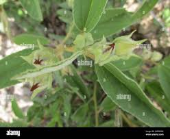 Image result for Melhania forbesii