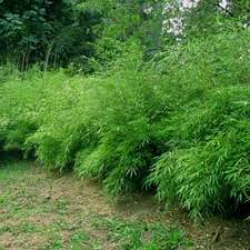 Arbres D Ombrage 1 Forum Cheval
