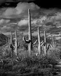 Saguaro Cactus National Park Tucson Arizona Sonoran Desert Wilderness Canyon Black And White L In 2021 Saguaro Cactus Saguaro Fine Art Landscape