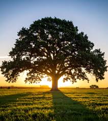 Robert Caulk Obituary (1943