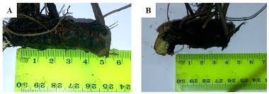 Image result for Alepidea amatymbica