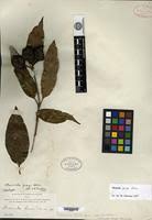 Image result for Morinda lucida