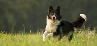 Woran erkenne ich die fruchtbaren. Laufigkeit Beim Hund Das Sollten Sie Wissen Lz Gesundheitsreport