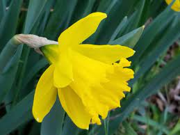 What S The Difference Between Narcissus Daffodil And Jonquil Daffodils Gardening Blog Jonquil