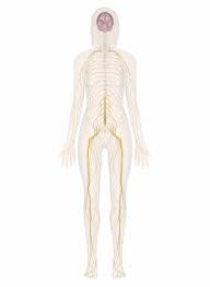It is through the nervous system that all the body's activities. Nervous System Explore The Nerves With Interactive Anatomy Pictures
