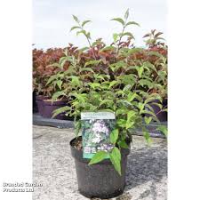 Image result for Deutzia x hybrida ′Mont Rose