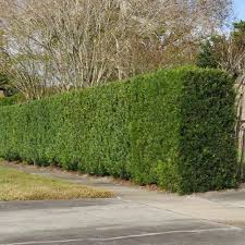 Image result for Podocarpus
