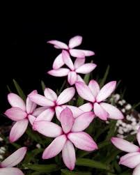 Image result for Eulophia clitellifera