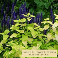 Image result for Melissa officinalis