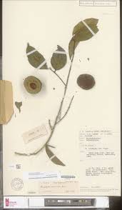 Image result for Anisophyllea