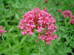 Image result for Centranthus
