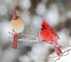 Brown Birds That Look Like Cardinals Cardinals In The Snow By Danny Brown Via 500px Backyard Birds