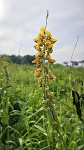 Image result for Crotalaria trichotoma