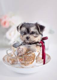 Parti yorkie puppy #217 parti yorkie puppy #221 Teacup Morkie