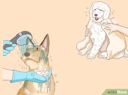 Spay/neuter, microchip, vaccinations, 1 year animal license (only for elk grove residents), and more! 3 Ways To Raise Money For An Animal Shelter Wikihow