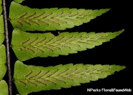 Image result for Asplenium simii