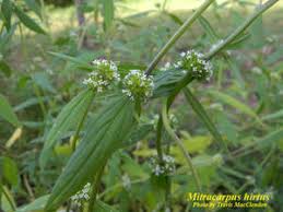 Image result for Mitracarpus