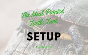 The midland painted turtle is a good option for beginner turtle keepers, as is is tame, hardy, and enjoyable to watch. How To Make The Ideal Painted Turtle Tank Setup Turtleholic