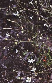 Image result for Mitrasacmopsis