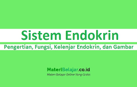Adapun ukuran dari kelenjar ini sekitar 1,25 cm dan dengan berat 0,5 gram. Sistem Endokrin Pengertian Fungsi Kelenjar Endokrin Dan Gambar