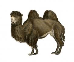 Would you like to contribute? Alice The Camel Physics Stop University Of Waikato