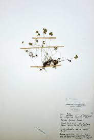 Image result for Marsilea nubica