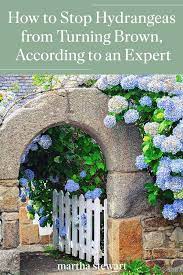 How To Stop Your Hydrangea Blooms From Turning Brown According To A Gardening Expert Hydrangea Not Blooming Easy Garden Gardening For Beginners