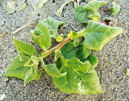 Image result for Tetragonia spicata
