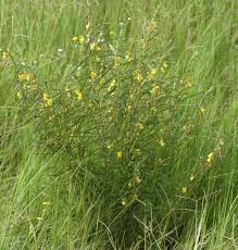 Image result for Chamaecrista mimosoides