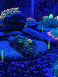 Resep martabak mini yang enak / resep cemilan enak. Powerball Bounce Reef2reef Saltwater And Reef Aquarium Forum