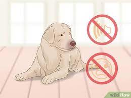 How To Care For A Dog After Spaying With Pictures Wikihow