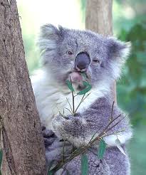 23 Reasons You Should Take A Year Off And Head To Australia Koala Bear Koala Koalas