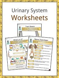 Renal arteriole c indicate the areas.j where filtration and reabsorption take i ~~11 place. Urinary System Facts Worksheets Functions Parts Diseases For Kids