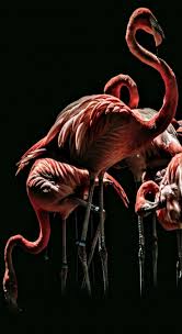 fondodepantalla3danimales tier wallpaper flamingo tapete tierplakate