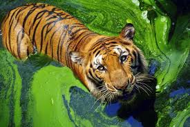 Scientists searched for any signs in 2006 and came up empty, and it was offically declared extinct in 2011. The World S Most Endangered Animals Where To See Them 2020 Wanderlust