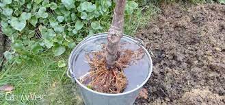 Bare root fruit trees 2021 our bare root fruit trees have arrived for winter 2021, and there's a great selection to choose from! How To Plant A Bare Root Fruit Tree Step By Step