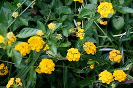 Image result for Lantana rugosa