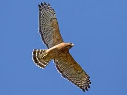 Rufous on the upperwing coverts gives the red shoulders. the primaries are barred or checkered black and white, the dark tail has 3 white bands. Red Shouldered Hawk Identification All About Birds Cornell Lab Of Ornithology