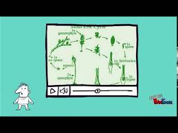 Mosses, ferns, and their relatives are plants that do not produce flowers but reproduce by. Non Flowering Plants And Plant Reproduction Youtube