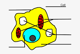 Learning science can be done in it allows you to understand the anatomy of the animal cell deeply. Easy Animal Cell Free Transparent Png Download Pngkey