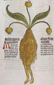 Atropa Mandragora Mandrake Madragora Alraun Anthropomorphon Baaras Brain Thief Circeium Circoea Womandrake Zaubwurzel Medieval Art Occult Art Esoteric Art