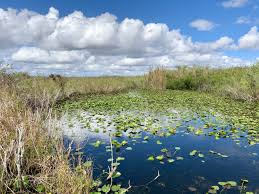 Hilton garden inn homestead, fl, home2 suites by hilton miramar ft. Visiting Everglades National Park The Parks Expert Guide