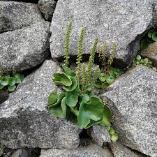 Image result for Umbilicus botryoides