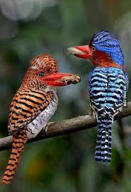 Pin On Any Animal