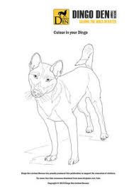 Canis lupus dingo coloring page. Kids Dingo Den Animal Rescue