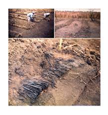 Image result for Hyparrhenia diplandra