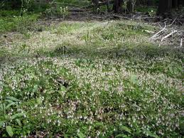 Image result for Linnaea borealis