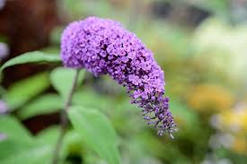 Image result for Buddleja davidii