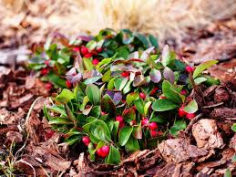 Very showy large red berries, winter splash (tm) wintergreen is persistent over winter with a strong wintergreen fragrance and flavor. Growing Wintergreen Plants Learn How To Care For Wintergreen In The Garden